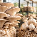 Oyster and button mushrooms growing on straw substrate in a grow house